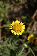 Yellow chamomile