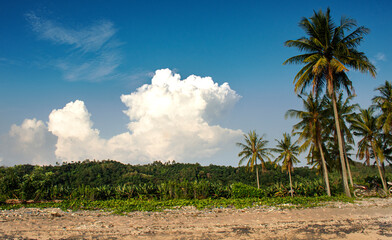 palm trees on the beach