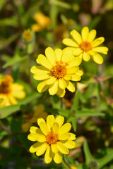 Common zinnia