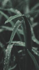 Moody grass with raindrops