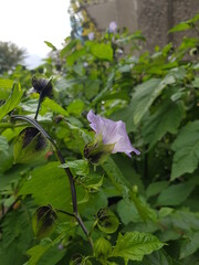 blackberry bush in the garden