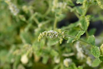 Pineapple mint