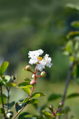 Crepe myrtle White Sensation