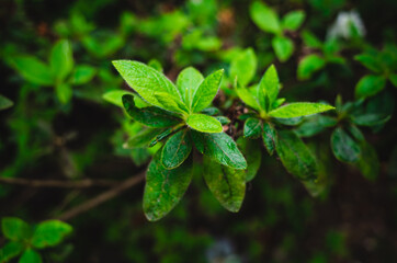 leaves in the garden
