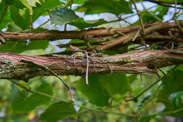  Closeup of grapevine branch and green leaves in the vineyard