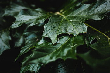 Close up of green leaves