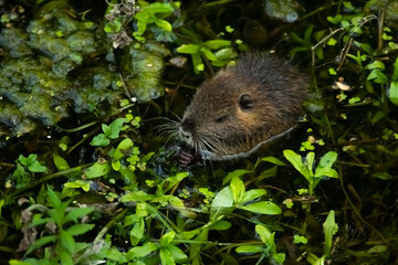 Bébé ragondin en plein repas