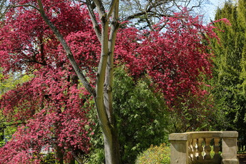 A tree that blossoms red in a suburban botanical park