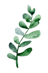 Watercolor illustration of a eucalyptus twig. Clipart of a green twig with leaves. Illustration of eucalyptus, green succulent leaves. Tropical twig.