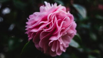 Close up of a pink flower
