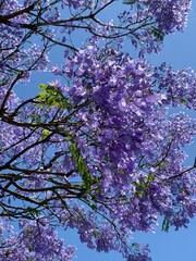 Jacaranda tree in full bloom.