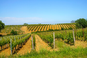 Fototapeta na wymiar Vineyards of Monferrato near Gavi at springtime