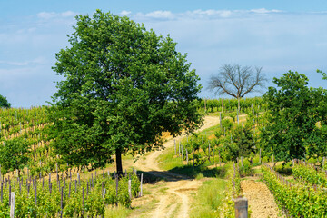 Naklejka premium Vineyards of Monferrato near Gavi at springtime