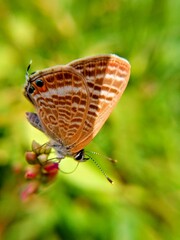 Fototapeta premium butterfly on a leaf