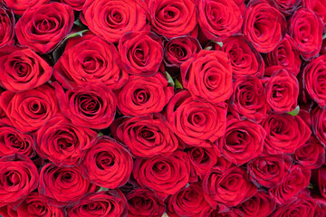 Big bouquet of red roses close up