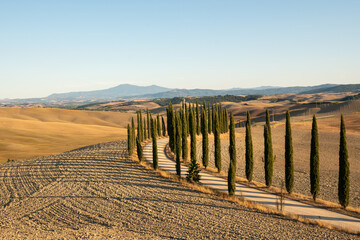 cypress trees and landscape under the blue sky in tuscany, italy