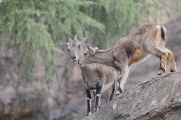 スチョーワンバーラル