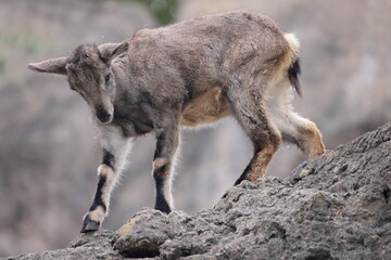 スチョーワンバーラル