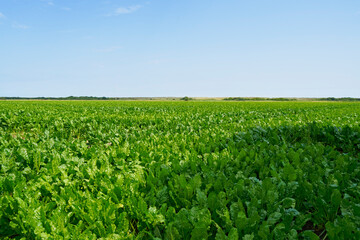 Fototapeta na wymiar Across a field of sugar beet growing under a blue summer sky