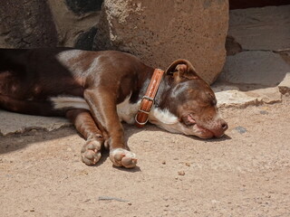 [Peru] Brown dog sleeping on the ground in Raqchi ruins (San pedro District)