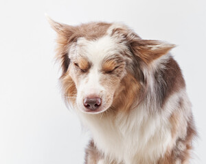 the dog shakes off. Happy Border Collie with funny muzzle. Pet on bright background