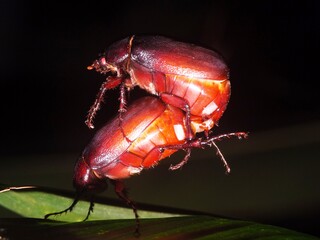 a mating pair of red Beetles (order Coleoptera) isolated on a tropical green leaf with a natural dark background