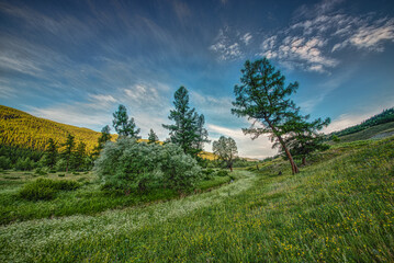 scenic forest view on a summer day