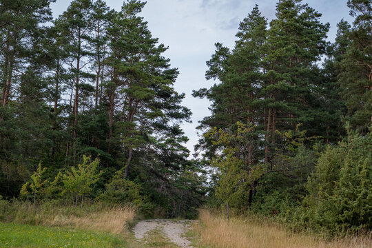 forest in the mountains