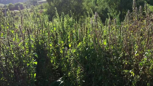 Dense thickets of woolly burdock (Arctium tomentosum). Aerial view.