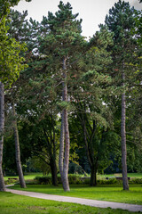trees in the park