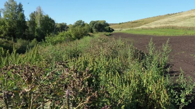 Dense thickets of woolly burdock (Arctium tomentosum). Aerial view.