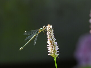 dragonfly on a flower