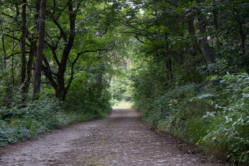 Obraz premium path in the woods