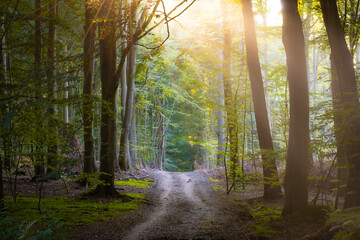 Obraz premium Weg im Wald mit Nebel und Sonnenlicht