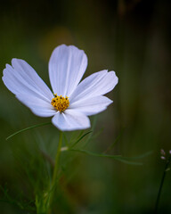 blue blossom