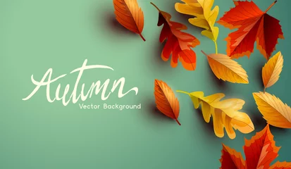 Poster Autumn fall seasonal background design with golden, orange and red leaves. Vector background. © James Thew