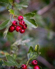 red currant bush