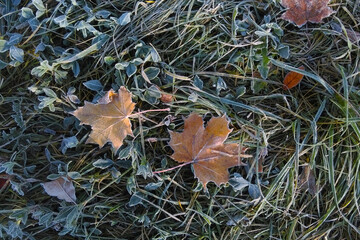 On the grass lies a fallen leaf. The first frosts in autumn. Cooling.