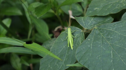 Overhead view of a young green grasshopper resting top of a wild leafy