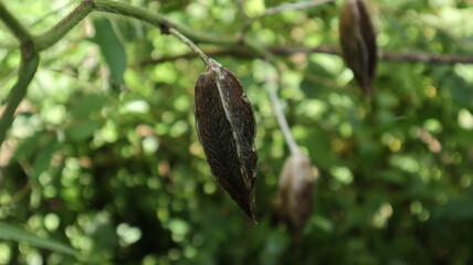 Close up of a dried musk mallow pod