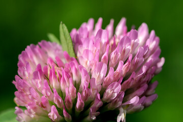 Clover flower blooms