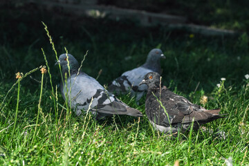 Urban wild pigeons portrait photography