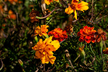 Autumn  orange flowers close-up