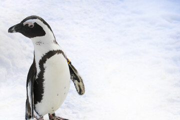 Naklejka premium Beautiful funny penguin against the background of white snow in winter.