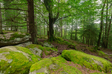 Sudetes, Giant Mountains, Śnieżne Kotły, Schneegruben, Karkonosze, Sudety, Poland