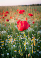 poppy flower on a meadow