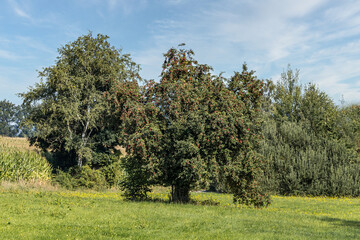 Fototapeta na wymiar Portrait of an apple tree on a meadow