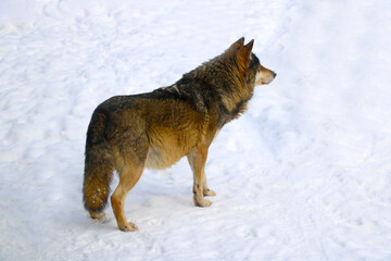 Close-up of an adult beautiful wolf against the background of snow.