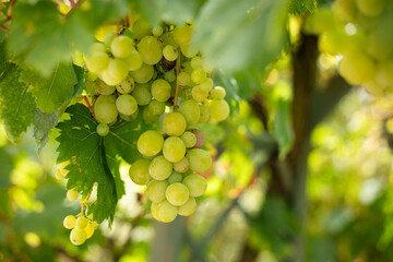 Grappe de raisin et feuille sur une vigne