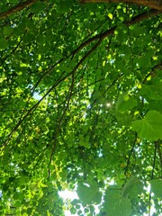 green leaves background